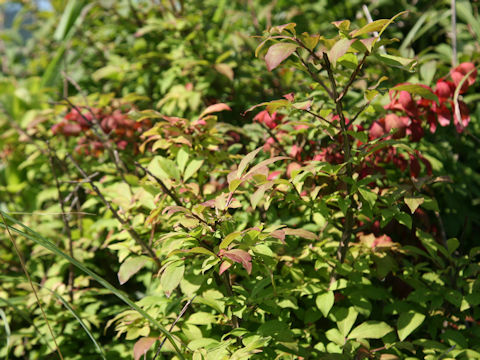 Euonymus alatus