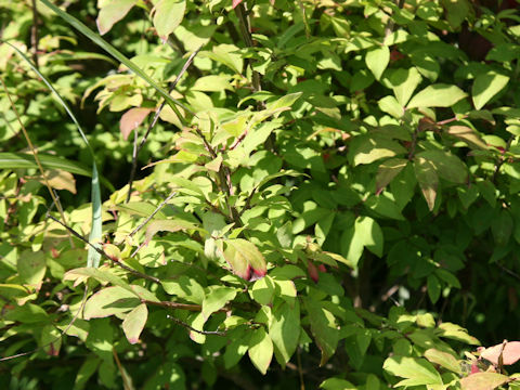 Euonymus alatus