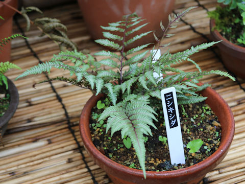 Athyrium niponicum f. metallicum