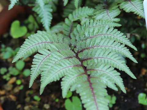 Athyrium niponicum f. metallicum