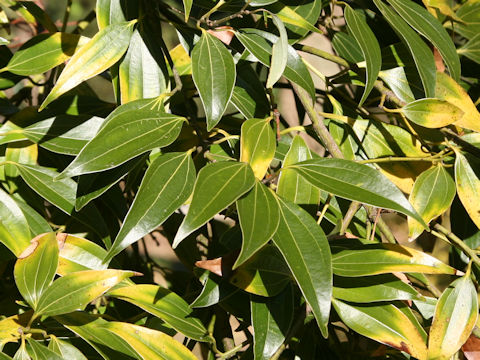 Cinnamomum okinawense