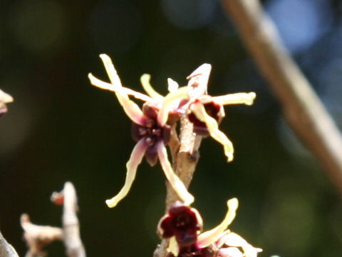 Hamamelis japonica var. obtusata f. flavo-purpurascens