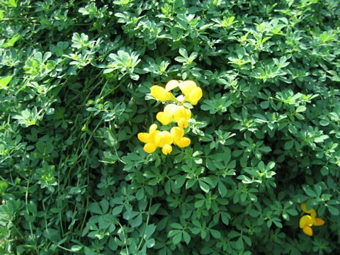 Lotus corniculatus var. japonicus f. versicolor