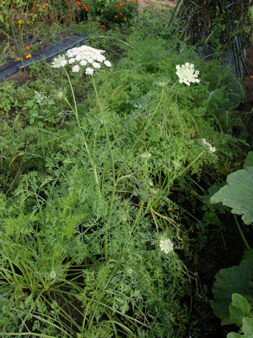 Daucus carota ssp. sativus