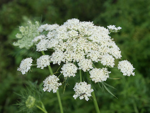 Daucus carota ssp. sativus