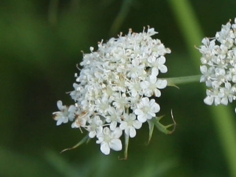 Daucus carota ssp. sativus