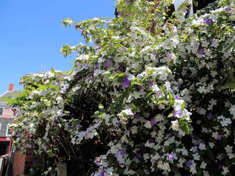 Brunfelsia australis