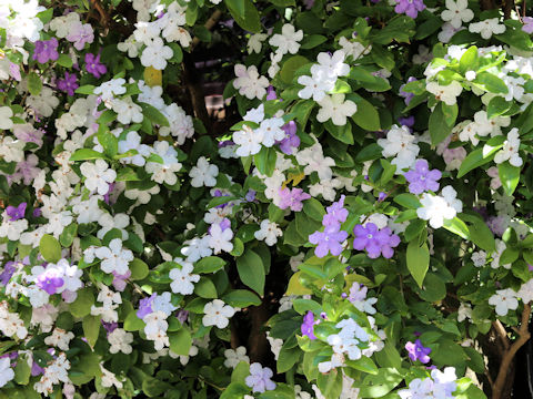 Brunfelsia australis