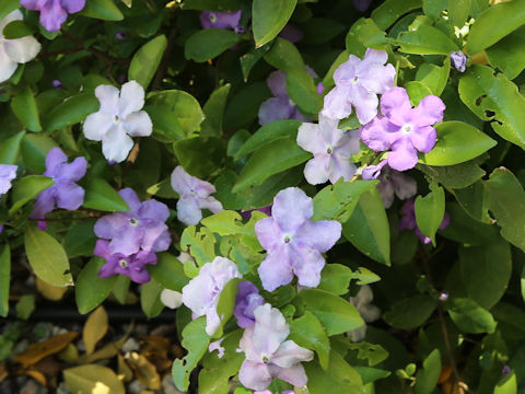 Brunfelsia australis