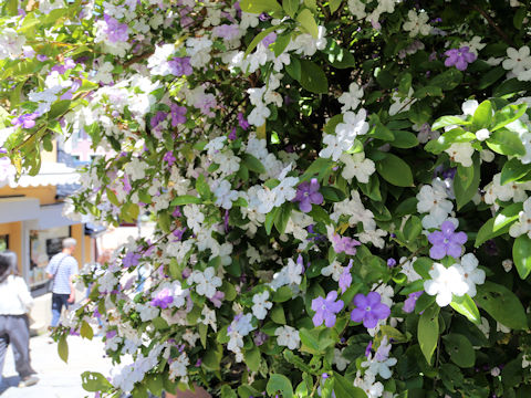 Brunfelsia australis