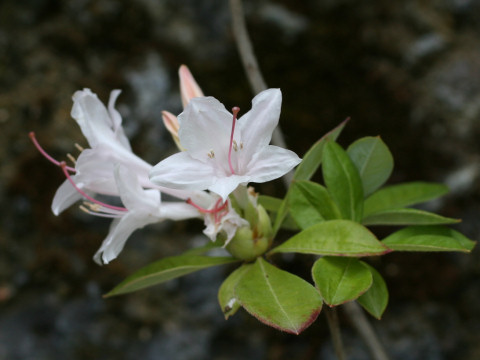 Rhododendron cv. Soir de Paris