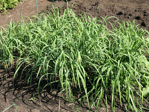 Allium tuberosum