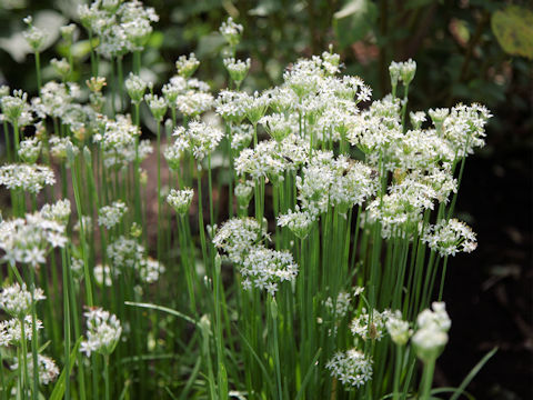 Allium tuberosum