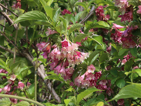 Weigela decora
