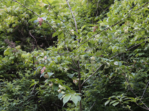 Weigela decora