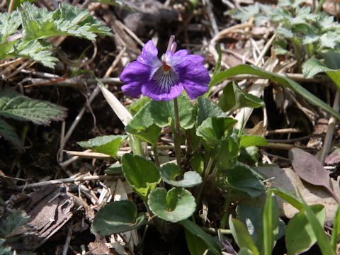 Viola obtusa