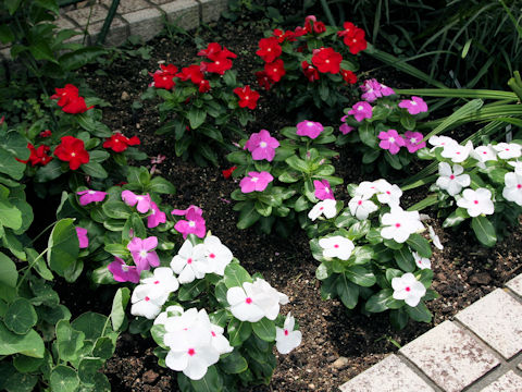 Catharanthus roseus