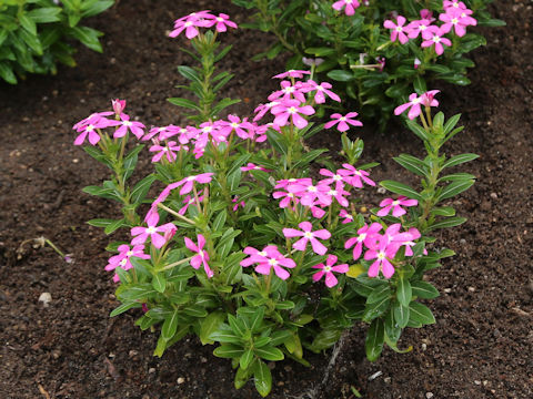 Catharanthus roseus