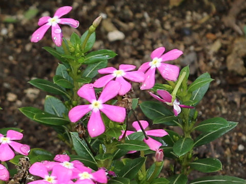Catharanthus roseus