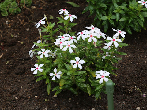 Catharanthus roseus