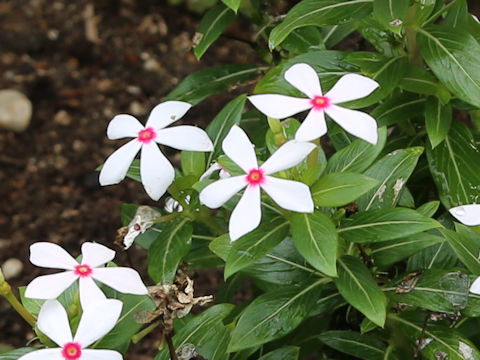 Catharanthus roseus