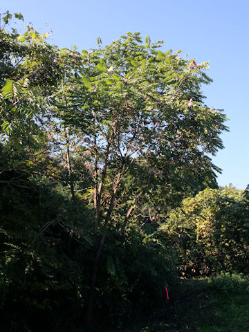 Ailanthus altissima