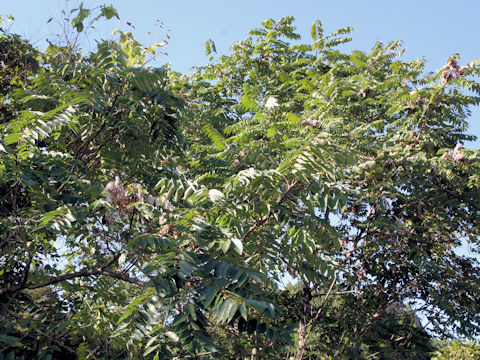 Ailanthus altissima