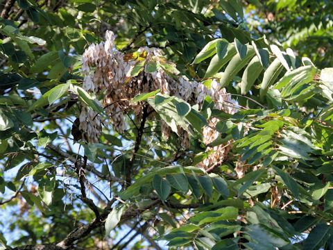 Ailanthus altissima