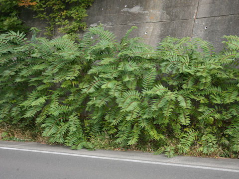 Ailanthus altissima