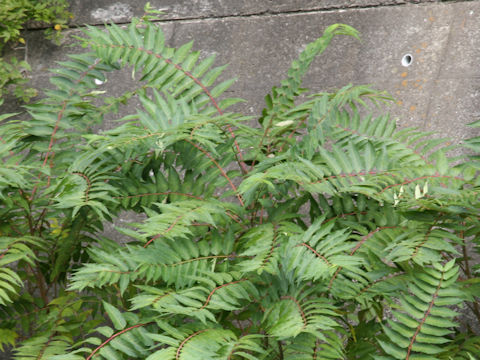 Ailanthus altissima