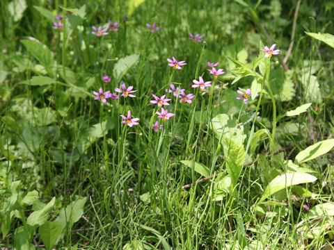 Sisyrinchium atlanticum