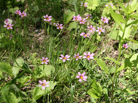 Sisyrinchium atlanticum