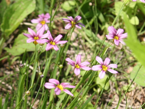 Sisyrinchium atlanticum