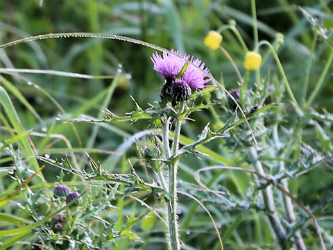 Cirsium japonicum