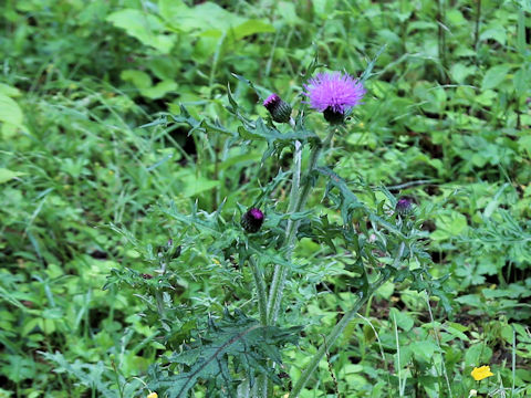 Cirsium japonicum