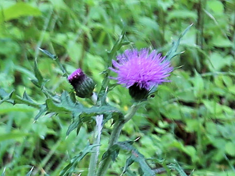 Cirsium japonicum