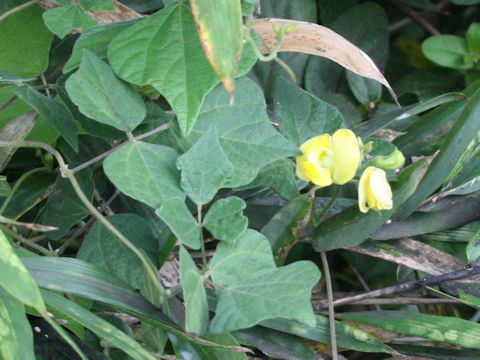 Dunbaria villosa