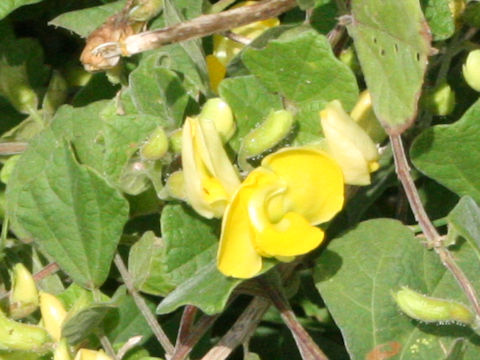 Dunbaria villosa