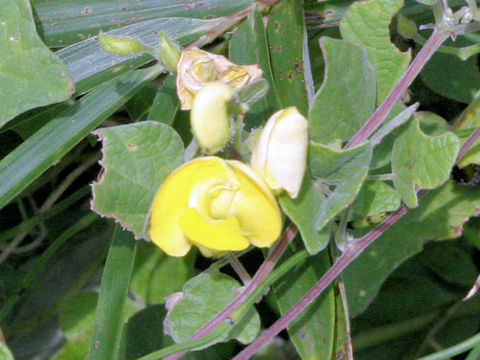 Dunbaria villosa