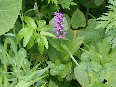 Gymnadenia camtschatica