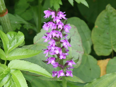 Gymnadenia camtschatica