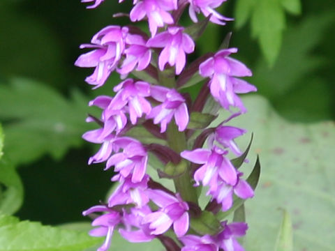 Gymnadenia camtschatica