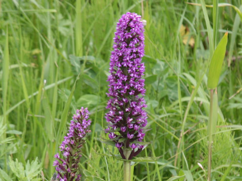 Gymnadenia camtschatica