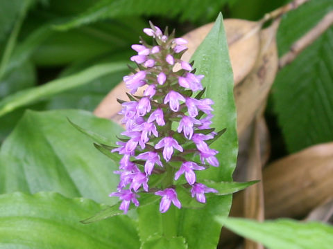 Gymnadenia camtschatica