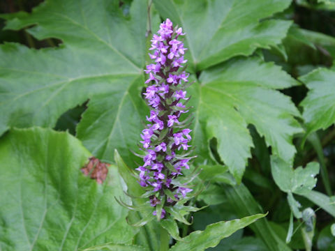 Gymnadenia camtschatica