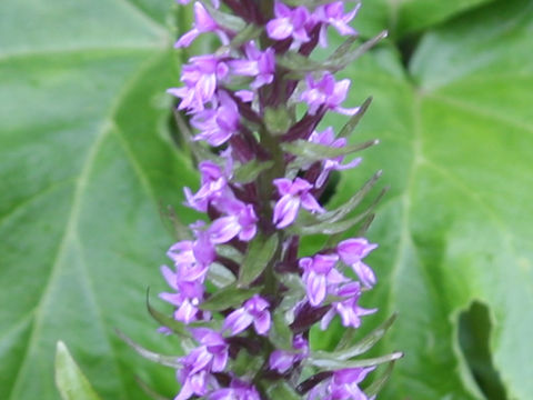 Gymnadenia camtschatica