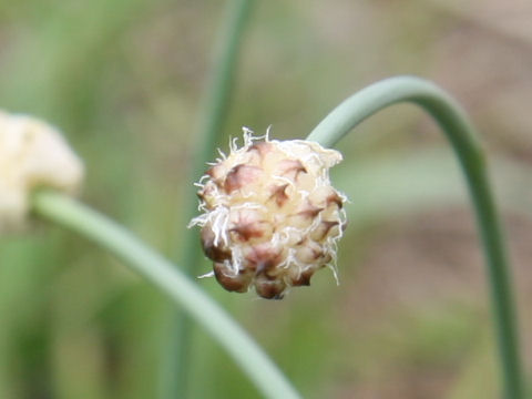 Allium grayi