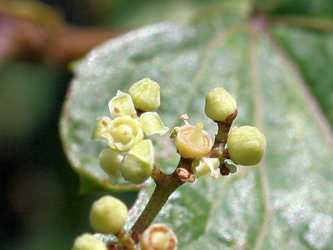 Ampelopsis brevipedunculata var. heterophylla