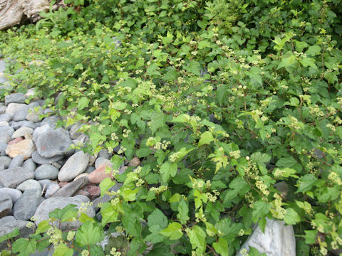 Ampelopsis brevipedunculata var. heterophylla