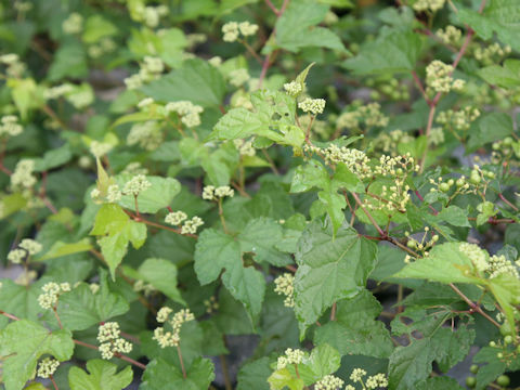 Ampelopsis brevipedunculata var. heterophylla